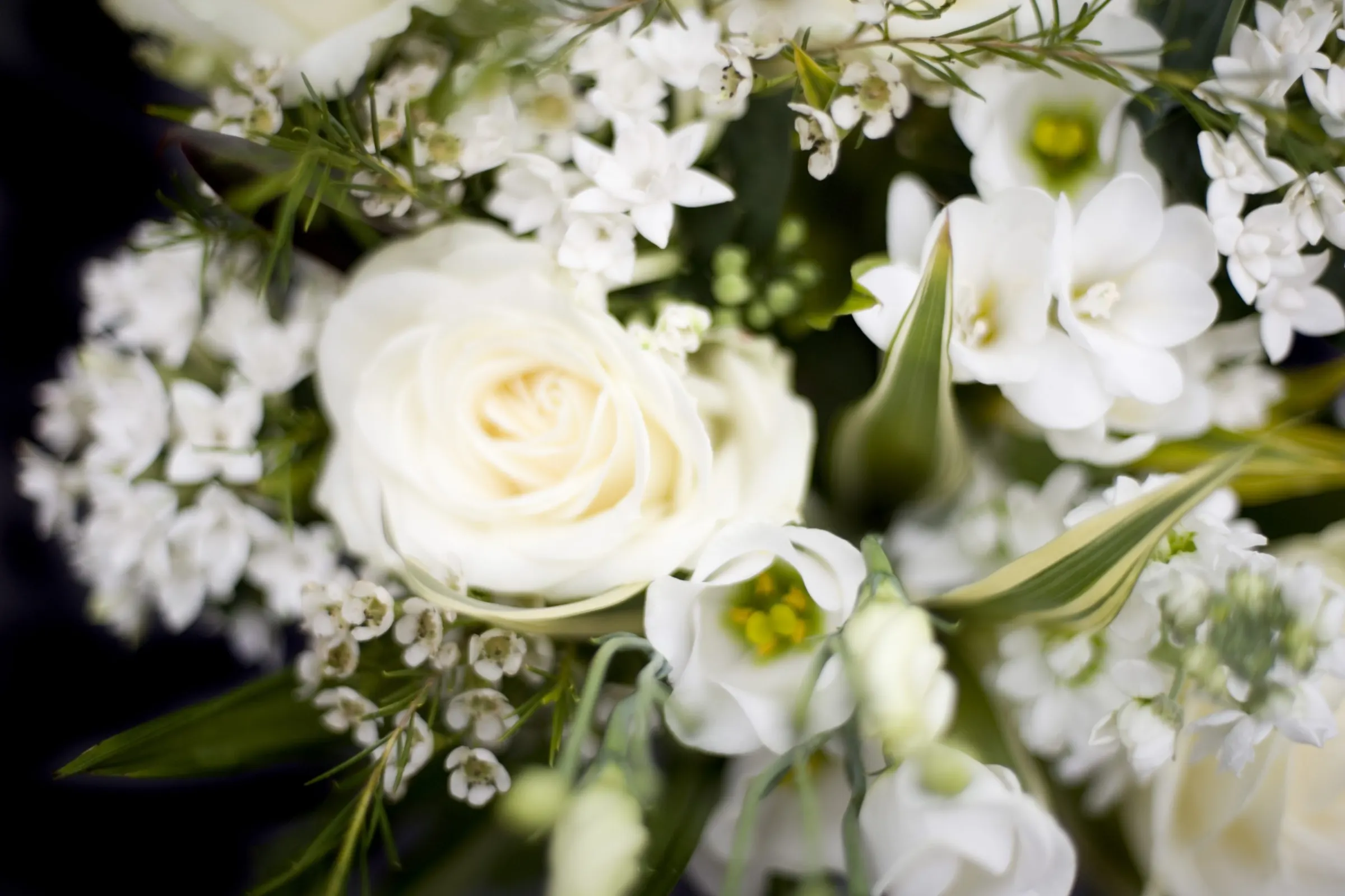 White Roses